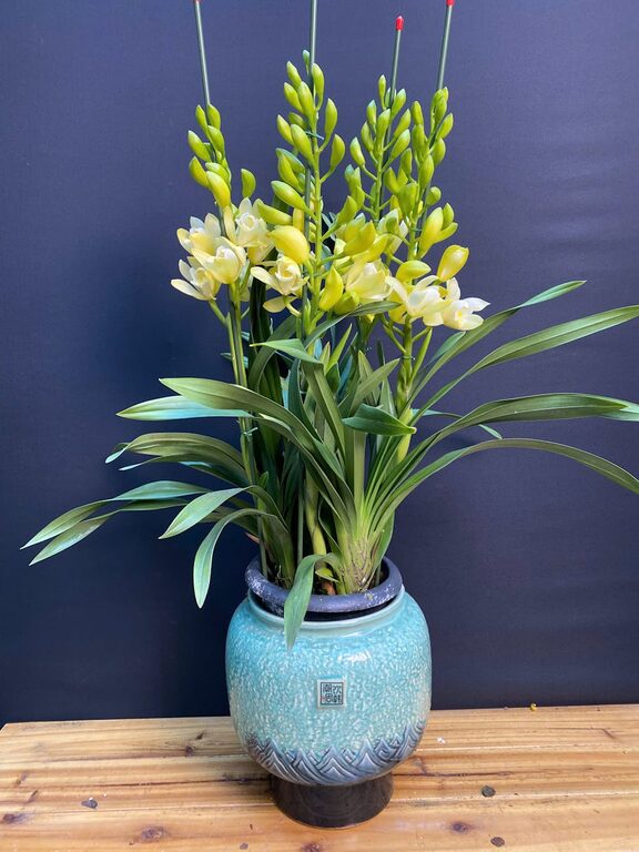 Essential Tips for Keeping Your Houseplants Healthy and Thriving